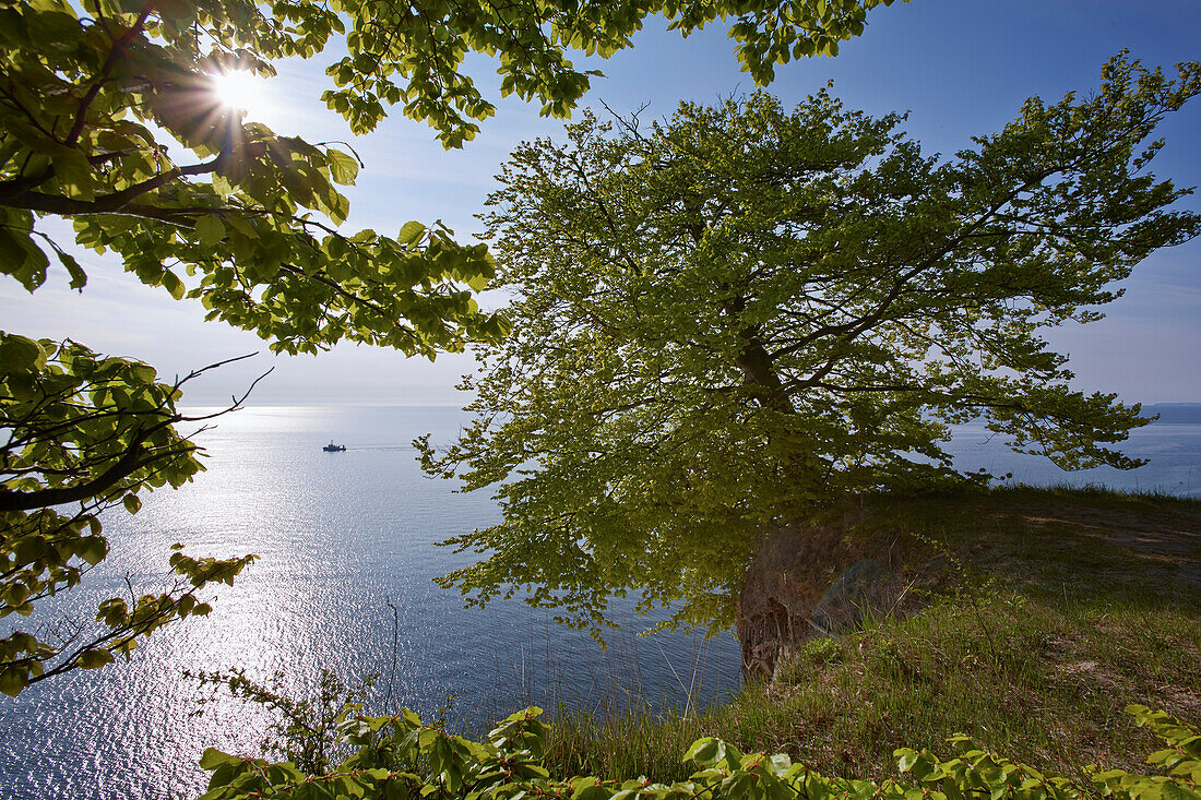 Beech tree on the edge of a cliff, chalk cliffs, Jasmund National Park, Island of Ruegen, Baltic Sea Coast, Mecklenburg Western Pommerania, Germany