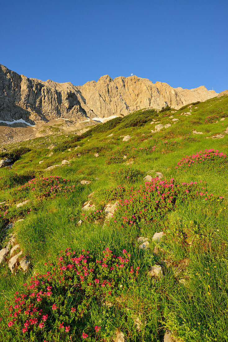 Blooming alpine roses in valley of Hoellental, Zugspitze, Wetterstein mountain range, Upper Bavaria, Bavaria, Germany