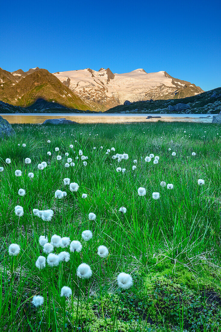 Cotton grass at lake Gruensee with Plattenkogel, Kleinvenediger and Grossvenediger in background, Hohe Tauern National Park, Tyrol, Austria