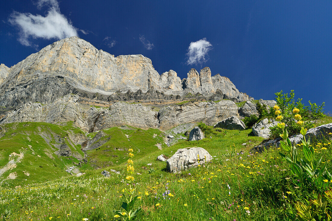 View over meadow of flowers to Pointes d Ayeres Sud and Pointes d Ayeres Nord, Passy Nature Reserve, Haute-Savoie, Rhone-Alpes, France