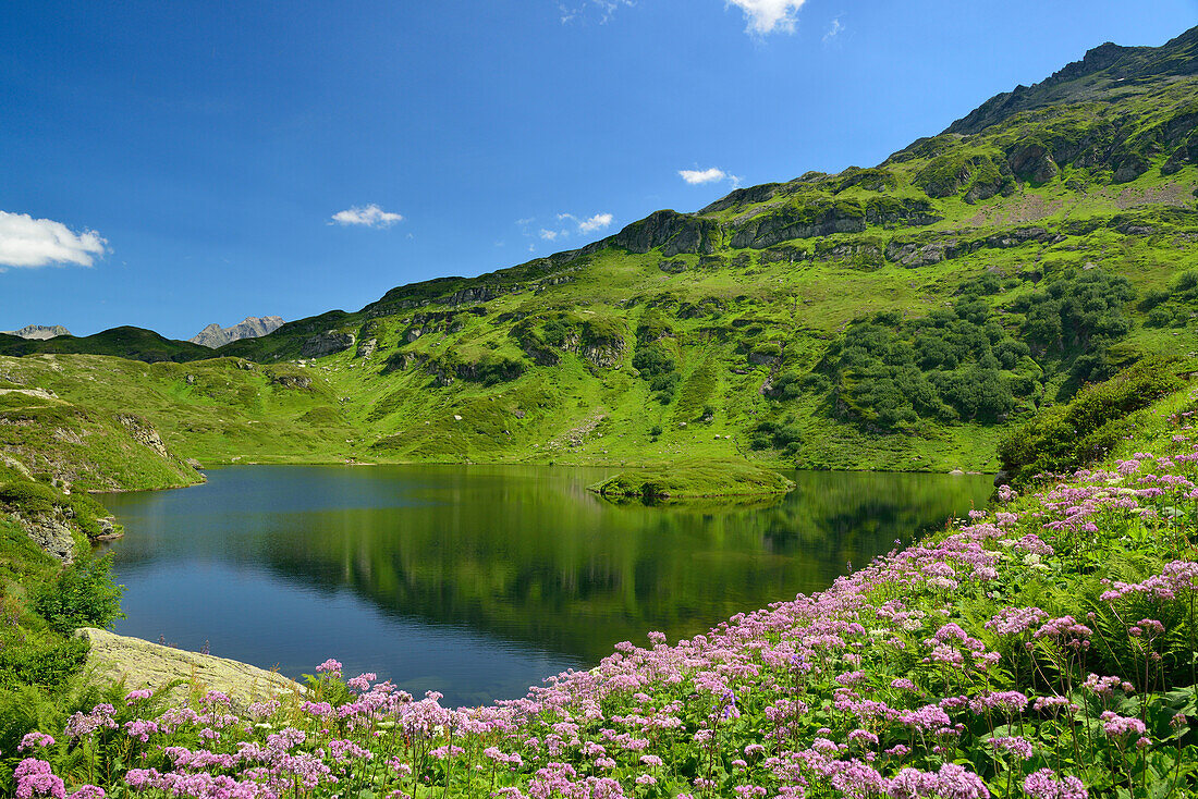 Blumenwiese am Lac de Pormenaz, Naturpark Passy, Departement Haute-Savoie, Rhone-Alpes, Frankreich