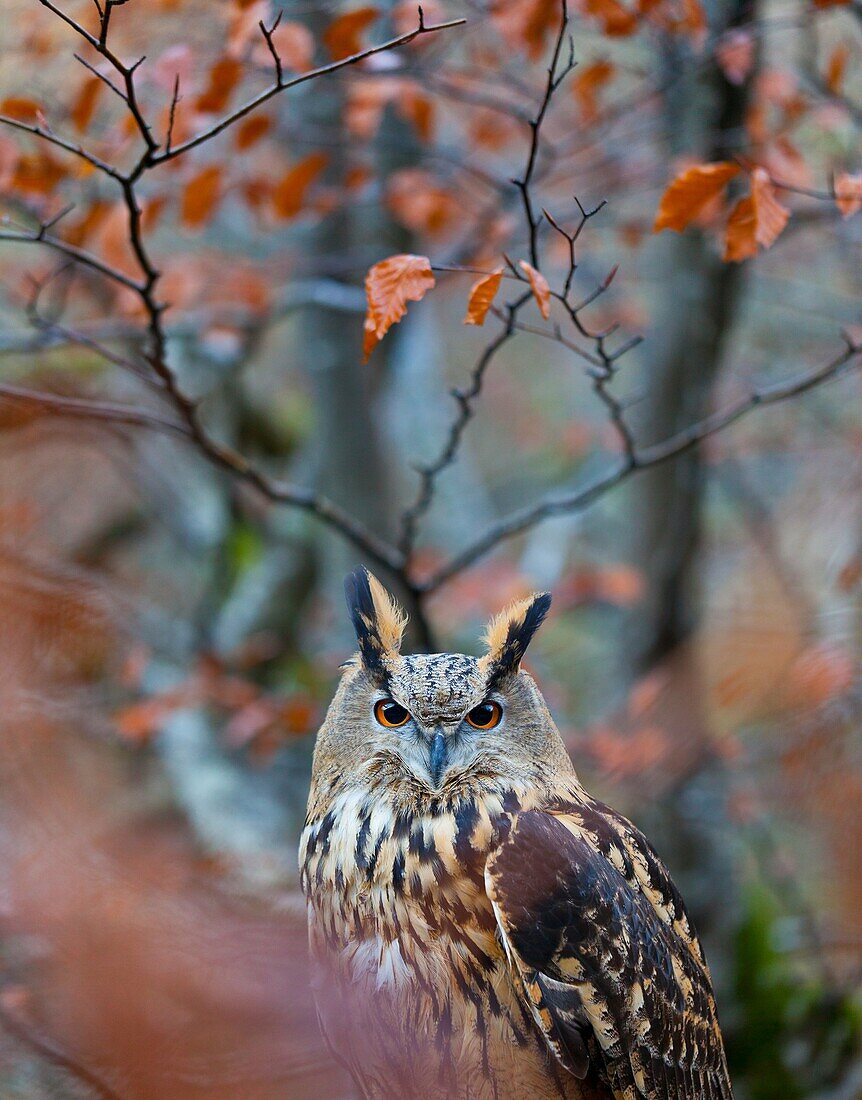 EURASIAN EAGLE OWL - BUHO REAL Bubo bubo