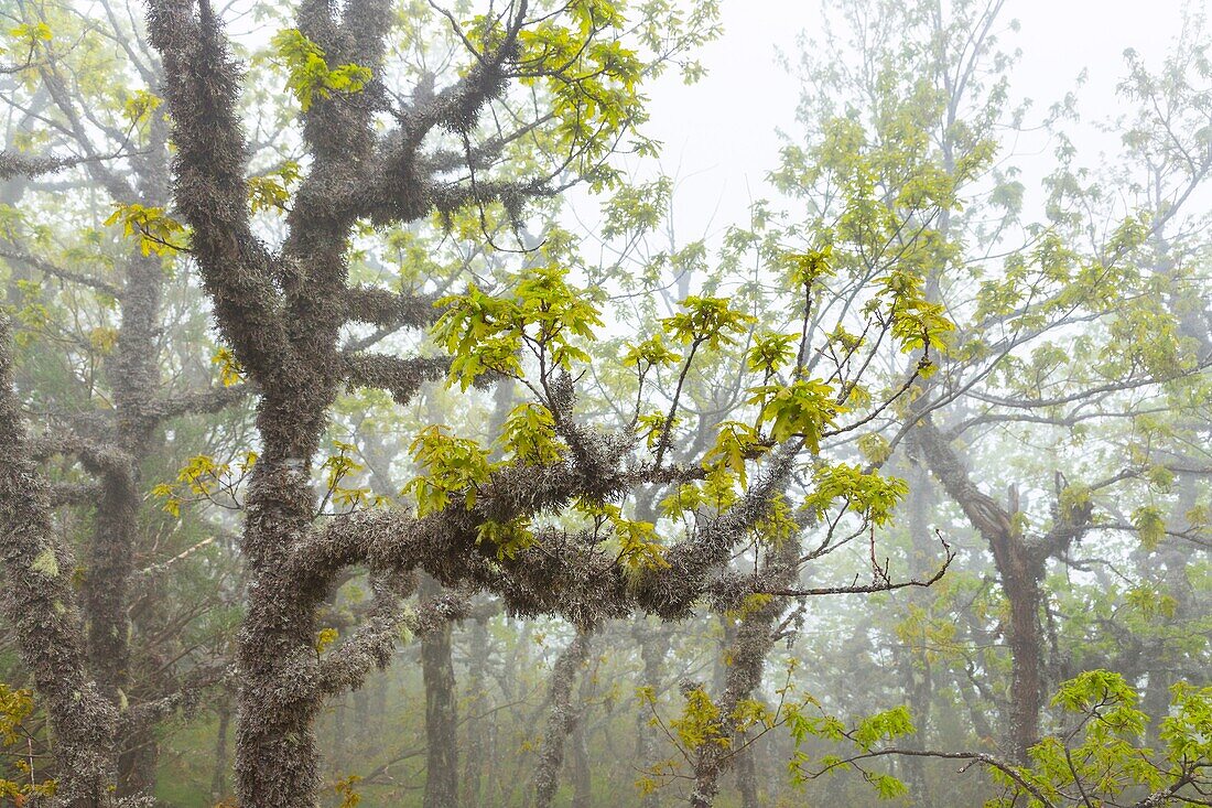 Quercus, Fuentes del Narcea, Degaña e Ibias Natural Park, Asturias, Spain, Europe.