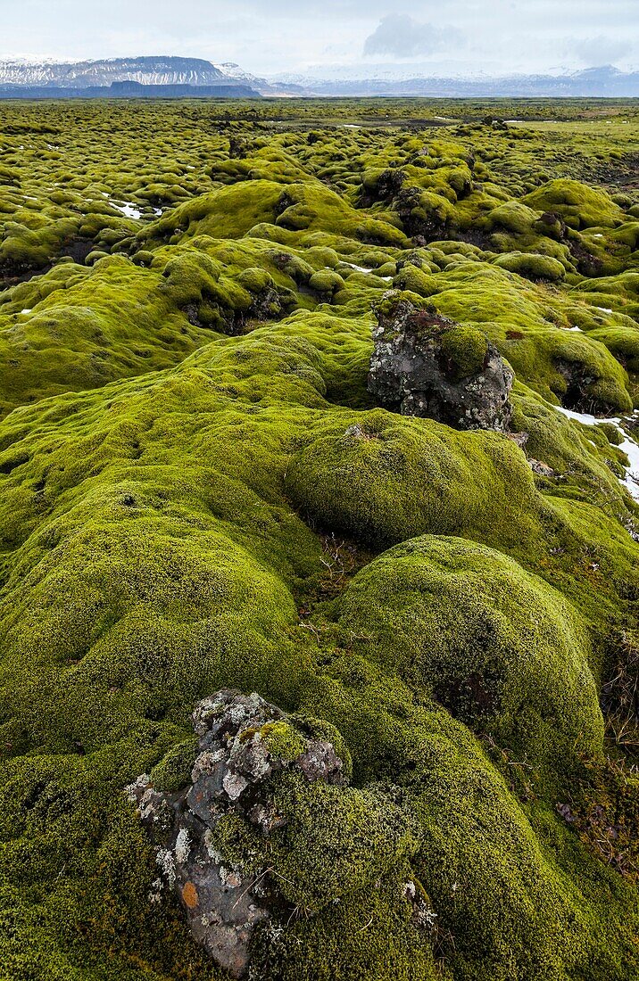 Moss on lava rock, Southern Iceland, Iceland, Europe.