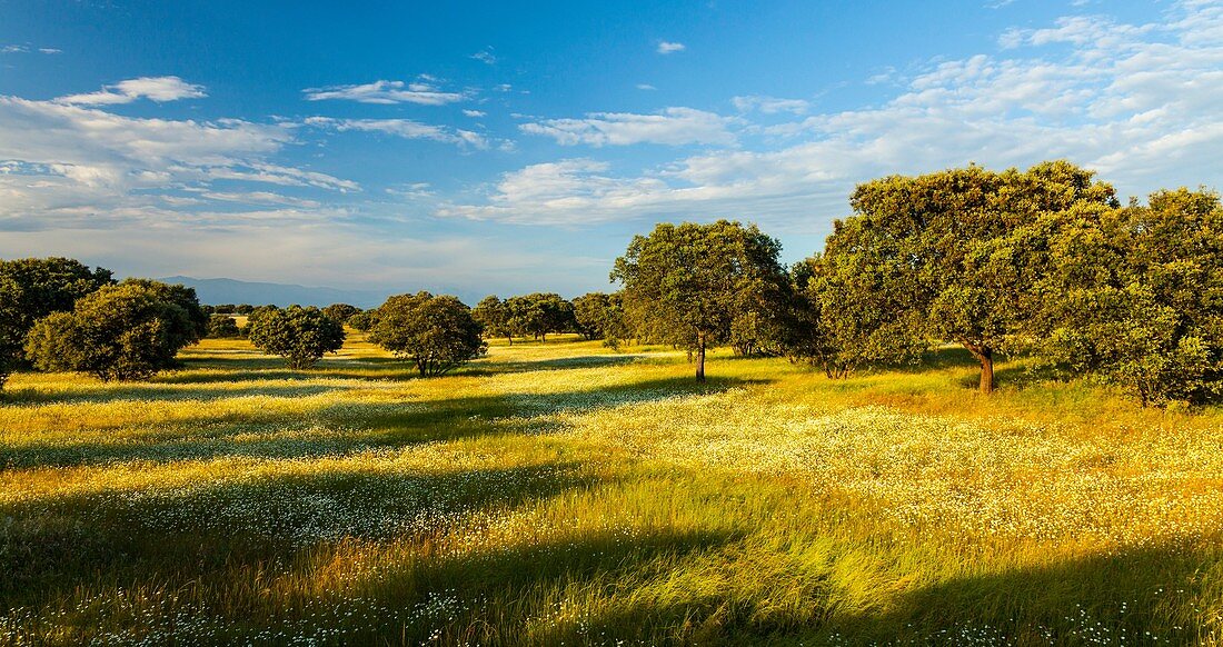 Monfrague National Park, Caceres, Extremadura, Spain, Europe.