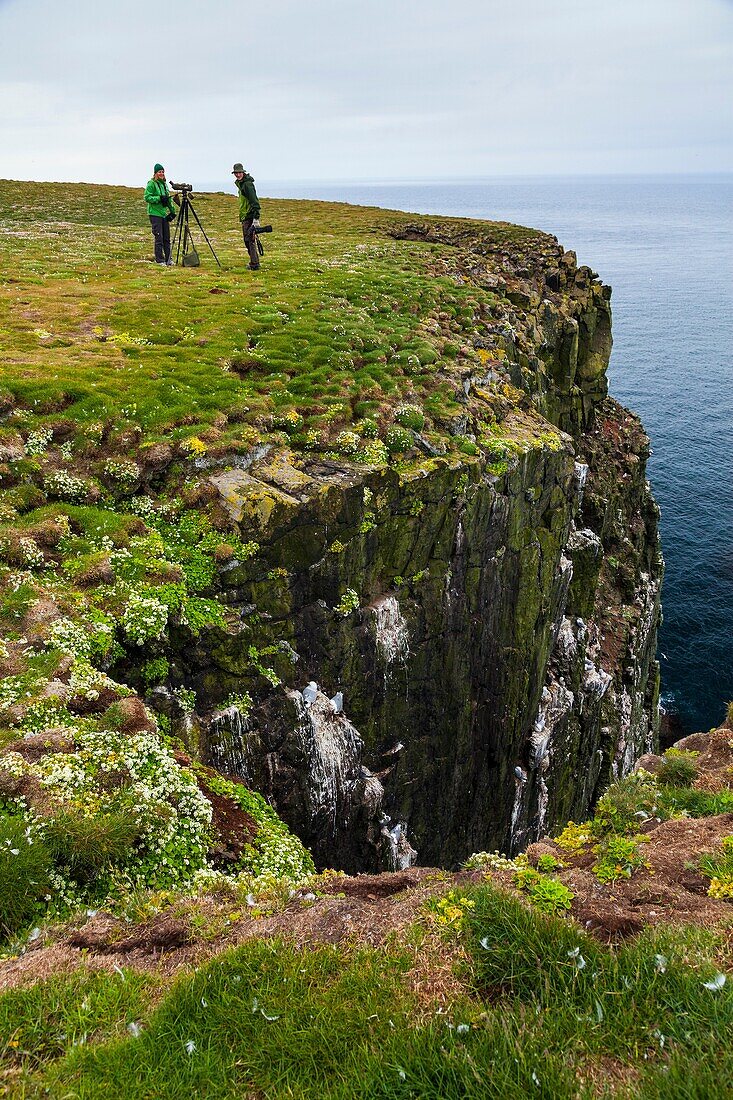 Latrabjarg bird cliffs, Westfjords, Iceland, Europe.