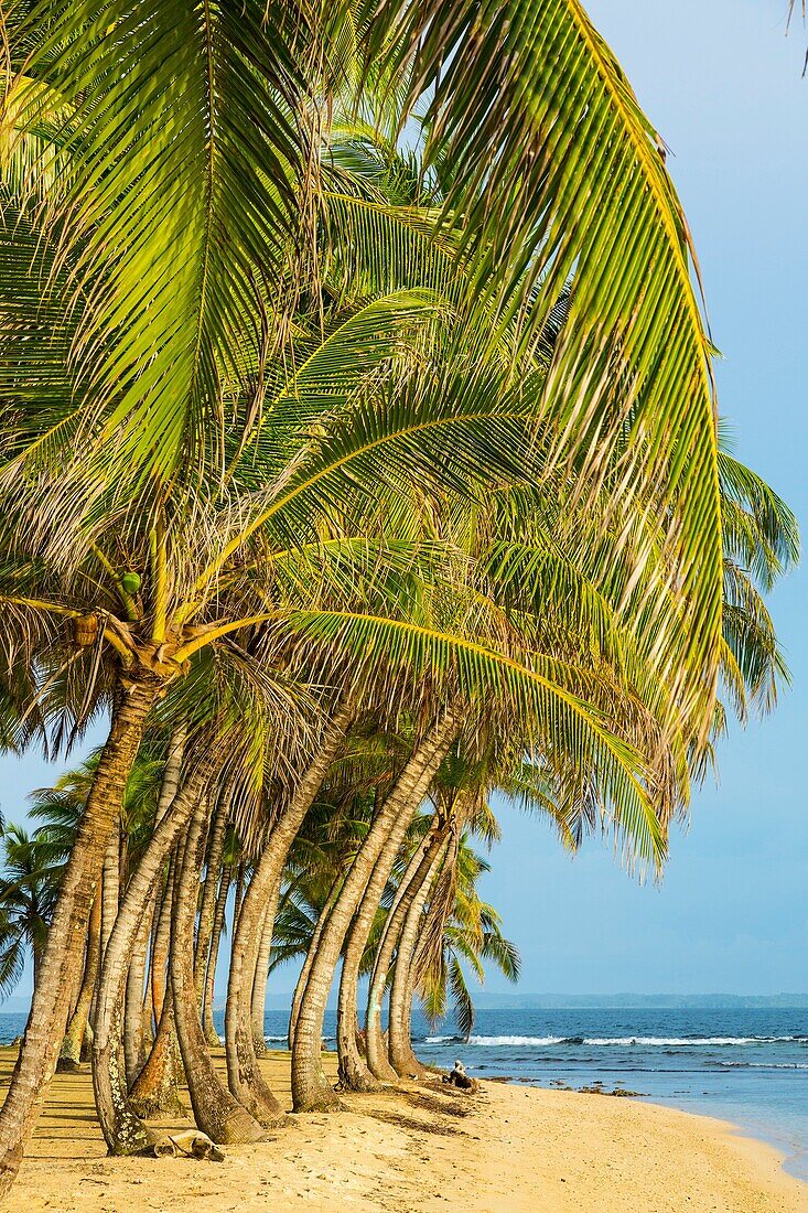 Aguja Island, San Blas archipelago, Kuna Yala Region, Panama, Central America, America