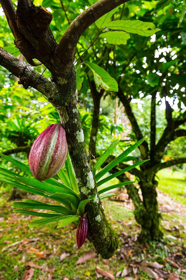 Cocoa farmland, Dolphin Bay, Bocas del Toro Archipelago, Bocas del Toro Province, Panama, Central America, America