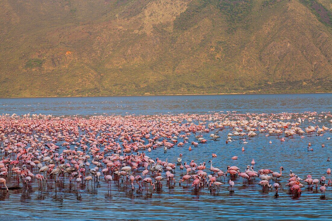 LESSER FLAMINGO Phoenicopterus minor, Bogoria Lake, Kenya, Africa