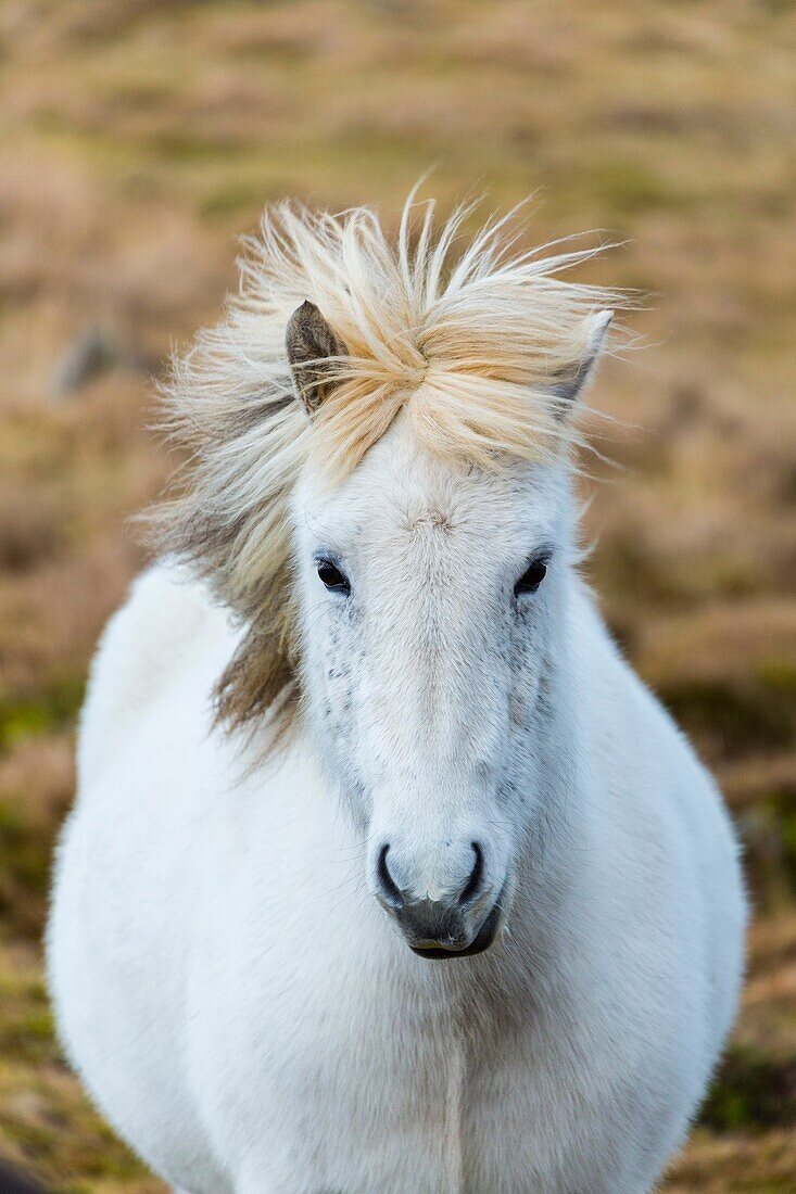 Icelandic horses, Iceland, Europe