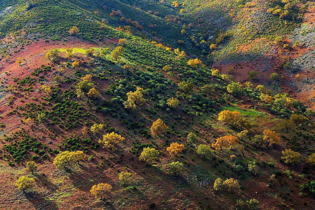 PYRENEAN OAK - ROBLE REBOLLO Quercus pyrenaica, Ambroz valley, CÃ¡ceres, Extremadura, Spain, Europe