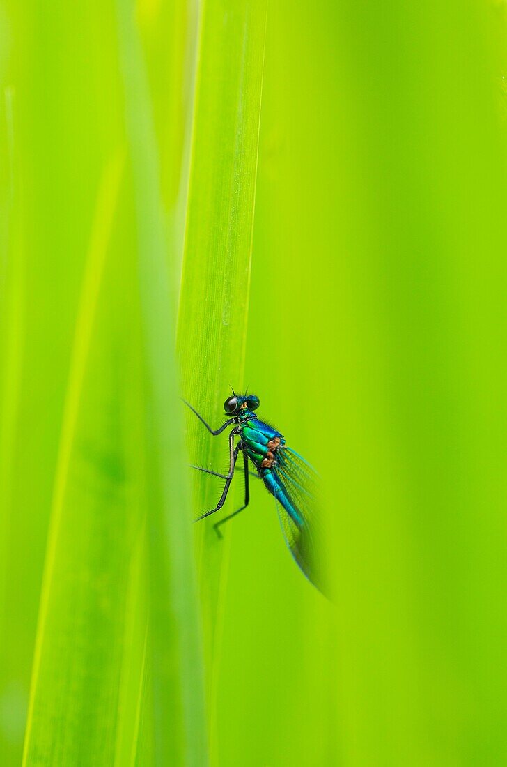 DRAGONFLY Calopteryx xanthostoma macho