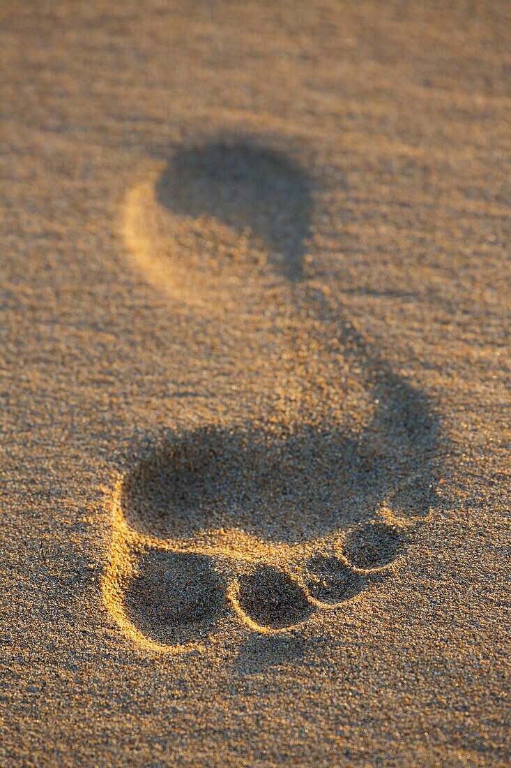 Footprints in the sand at sunset