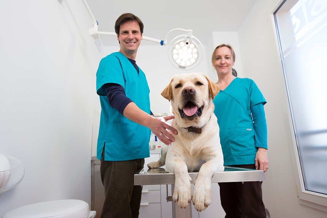 Veterinarians examine a Labrador Retiever in thier surgery
