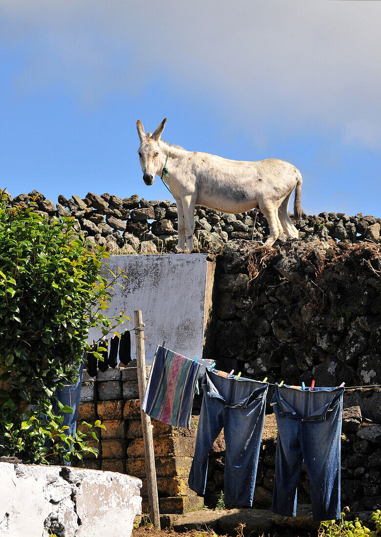 Esel in Dorf an der Westküste, Insel Terceira, Azoren, Portugal