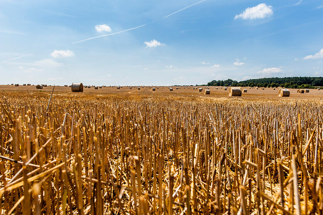 Abgeerntetes Getreidefeld auf der Insel Rügen, Mecklenburg-Vorpommern, Norddeutschland, Deutschland