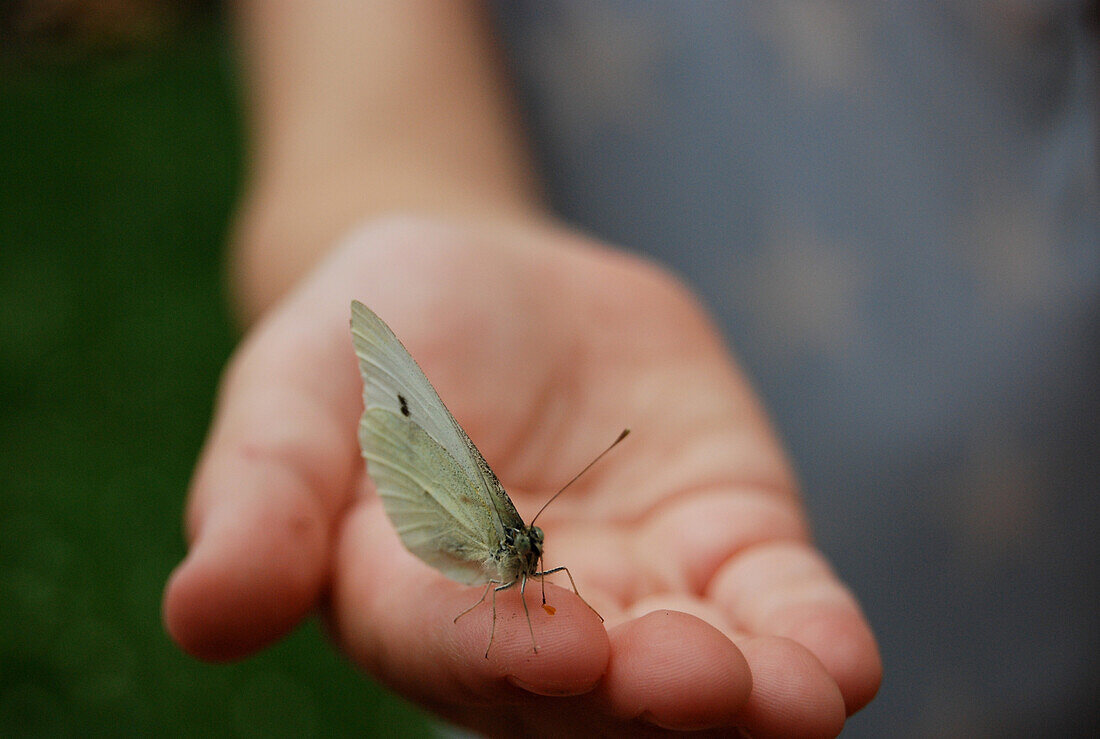 Butterfly in Child's Hand