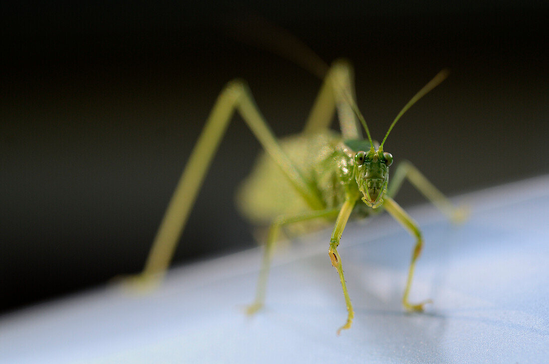 Green Grasshopper, Selective Focus, Close-Up