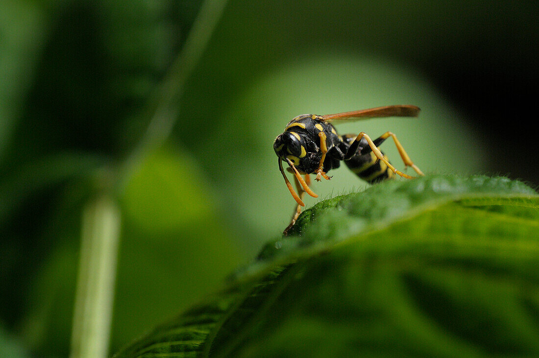 Paper Wasp on Tomato Plant