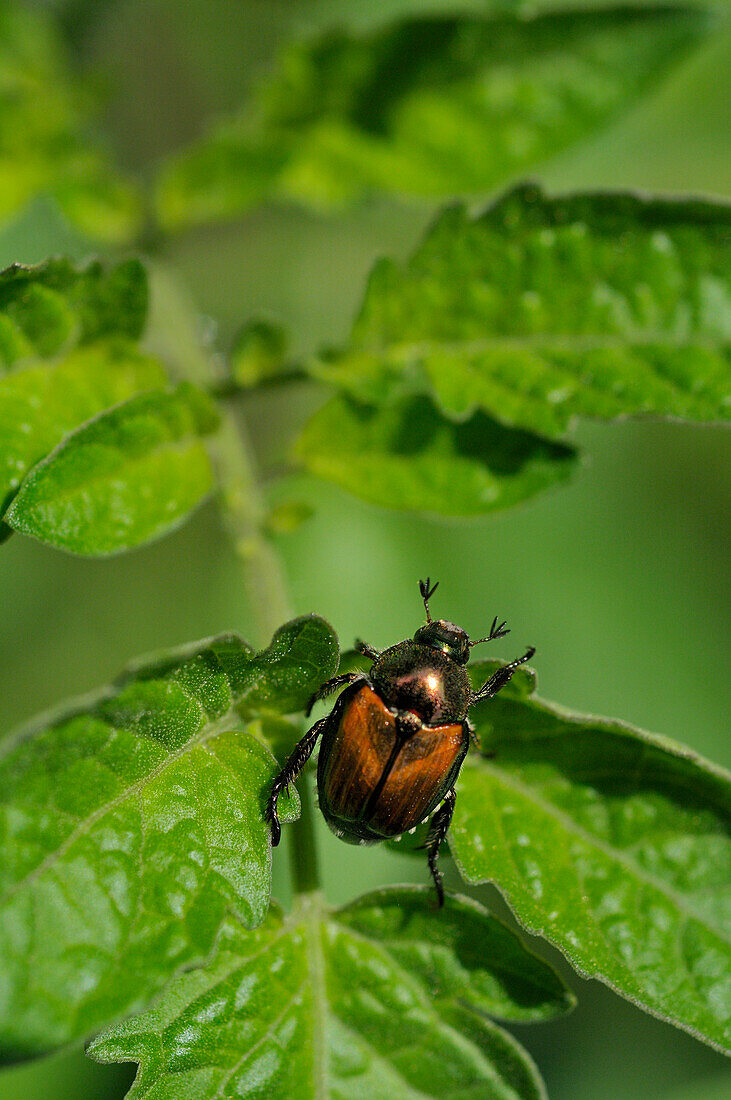 Japanese Beetle on Tomato Plant