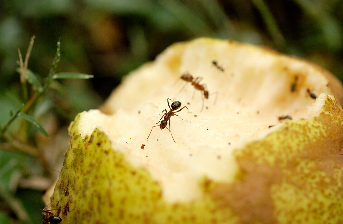 Ants on Decaying Pear