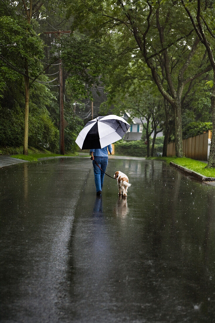 Woman with Umbrella Walking Dog down Residential Street in Rain, Rear View