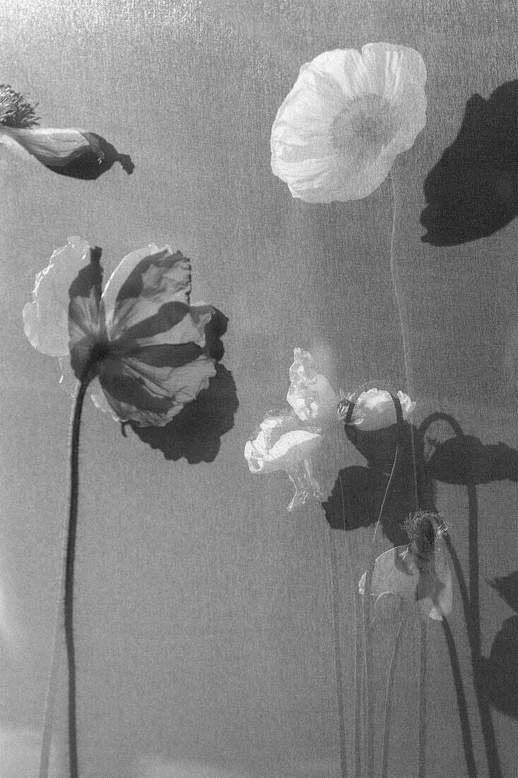 Vertikale schwarz-weiße Mohnblumen