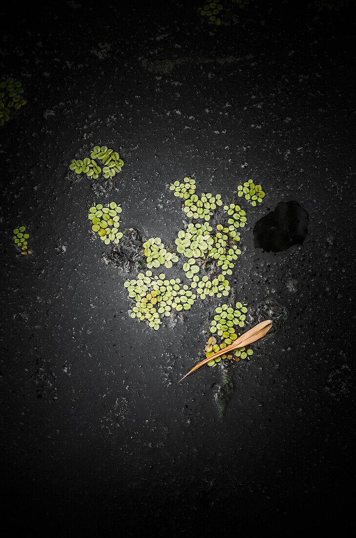 Small Plant Leaves Floating on Surface of Murky Pond
