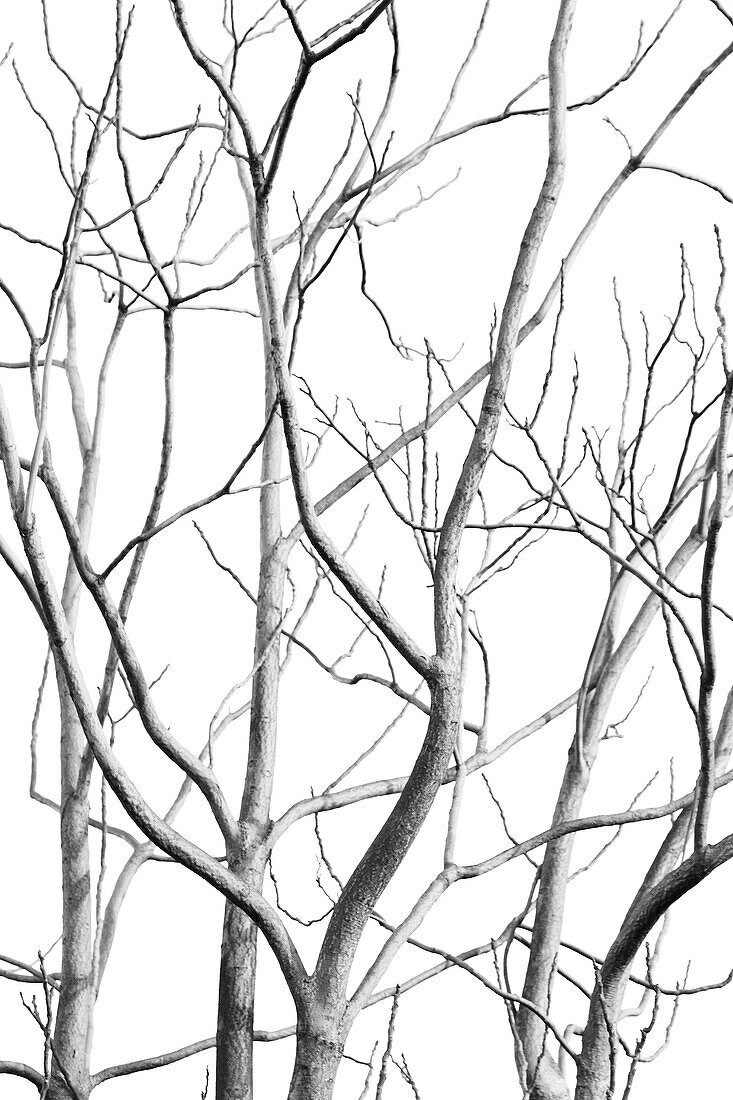 Bare Tree Branches