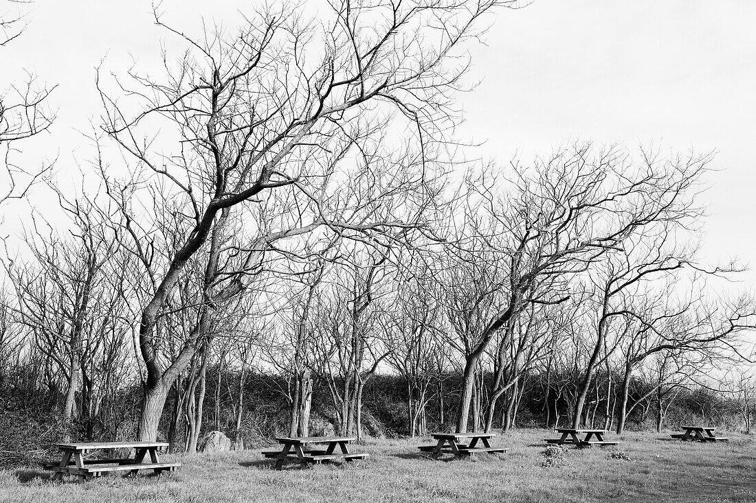 Row of Picnic Tables Near Bare Trees in Park