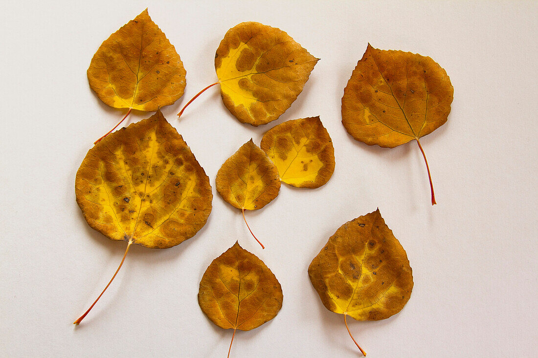 Orange and Brown Aspen Leaves on White Background