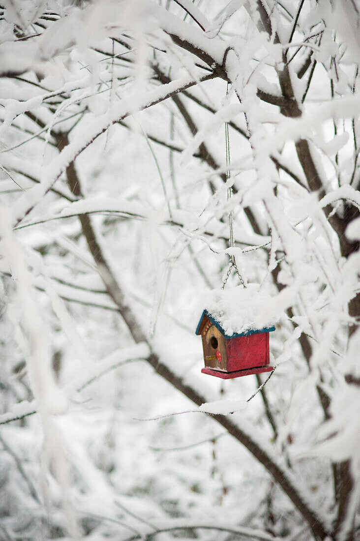 Birdhouse and Snowy Branches