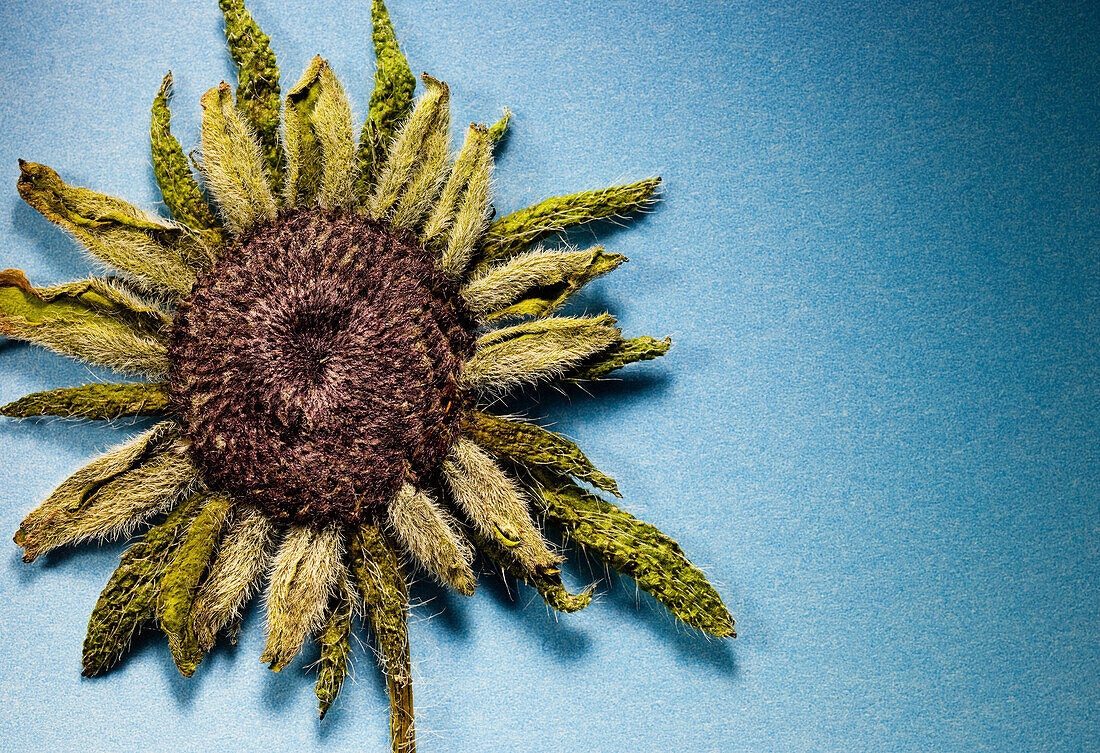 Pressed Sunflower on Blue Background