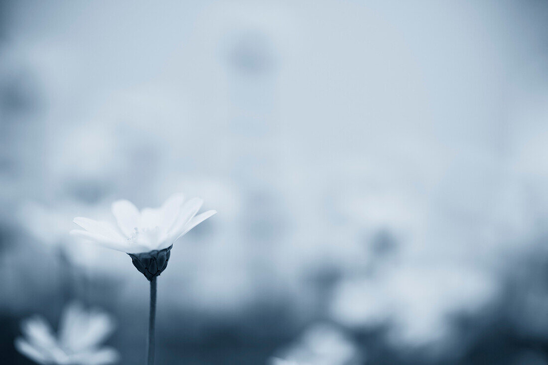 White Daisies in Field, Selective Focus