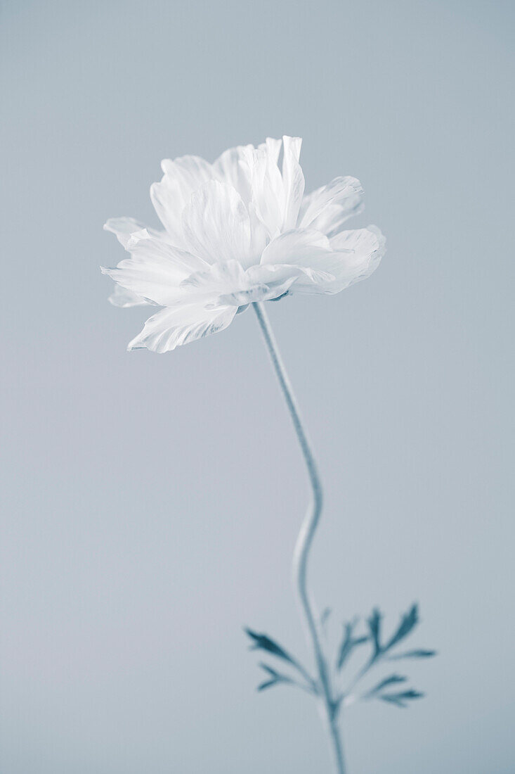 White Ranunculus Flower