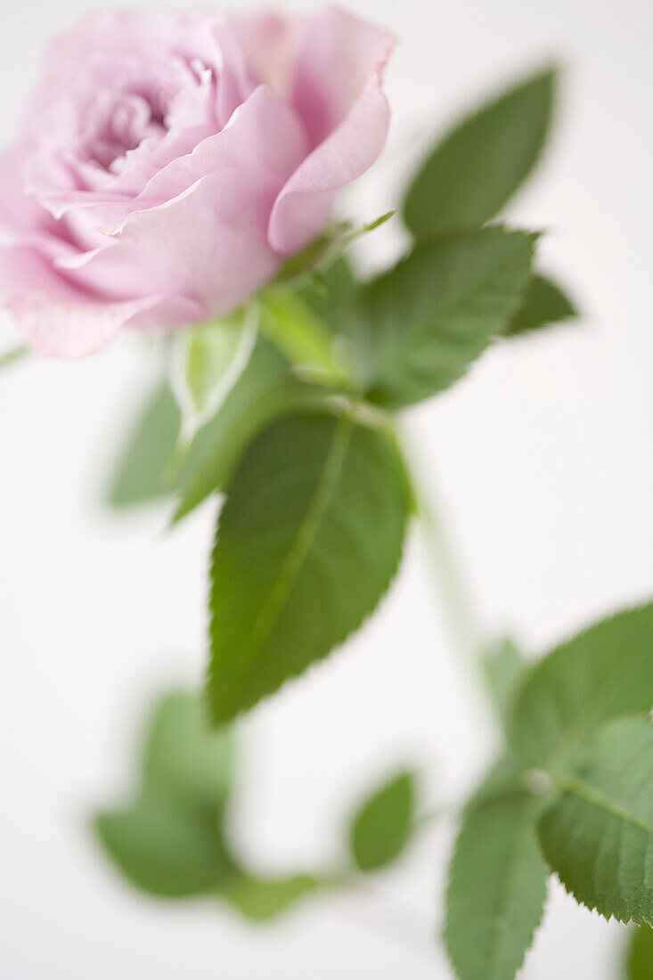 Pink Rose on White Background, Close-up