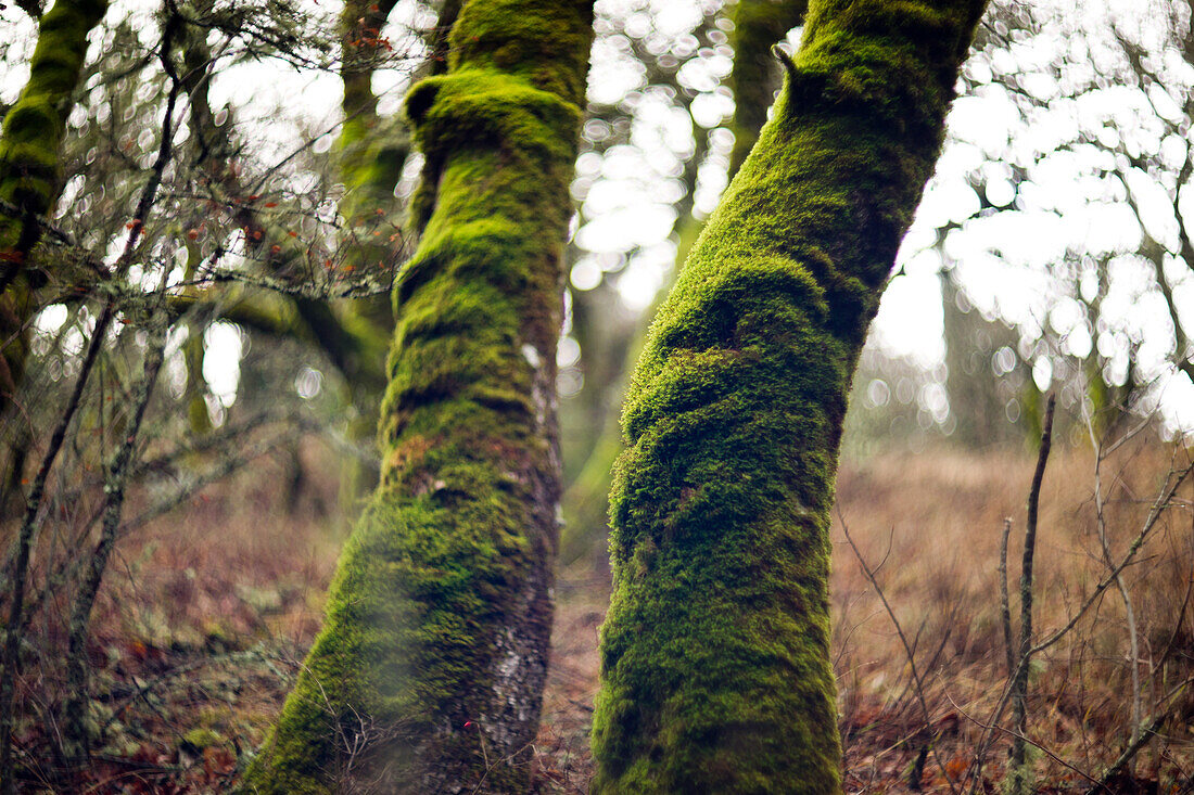Moss Covered Trees in Forest, Swirling Bokeh