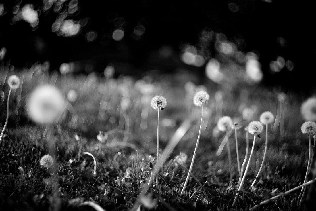 Dead Dandelions in Field