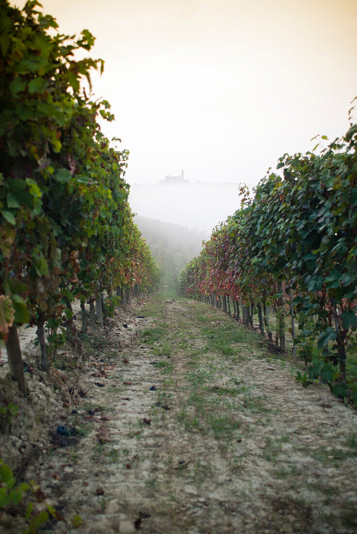 Vineyard Row on Foggy Morning, Roero, Piemonte, Italy