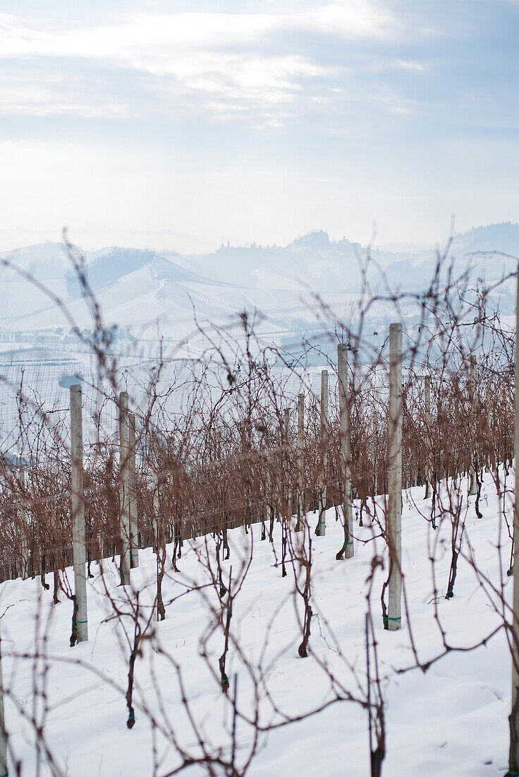 Vineyard in Winter, Italy