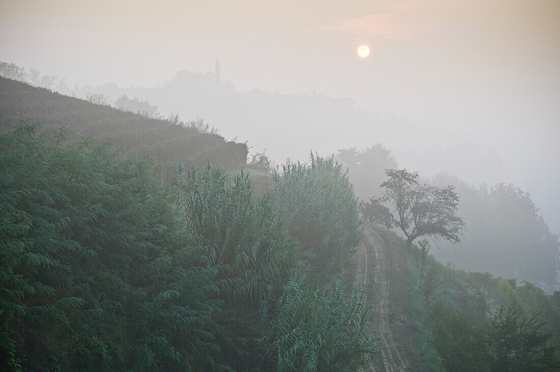 Vineyard in Fog, Italy
