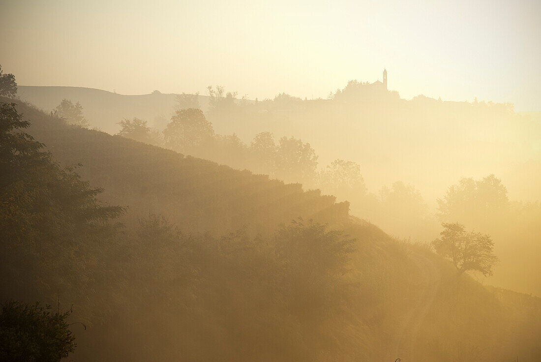 Foggy Hillside Vineyard, Italy