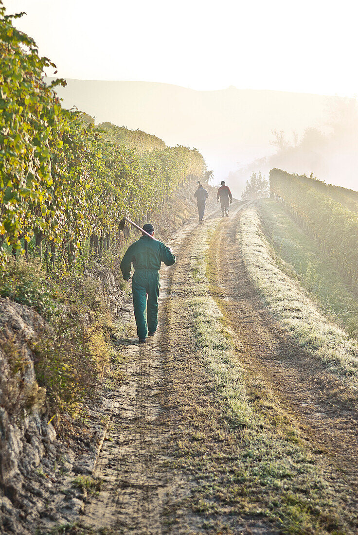 Workers Walking Along Dirt Road Through Vineyard on Autumn Morning, Italy