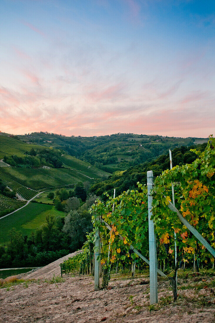 Scenic Vineyard and Rolling Hills at Sunrise, Italy