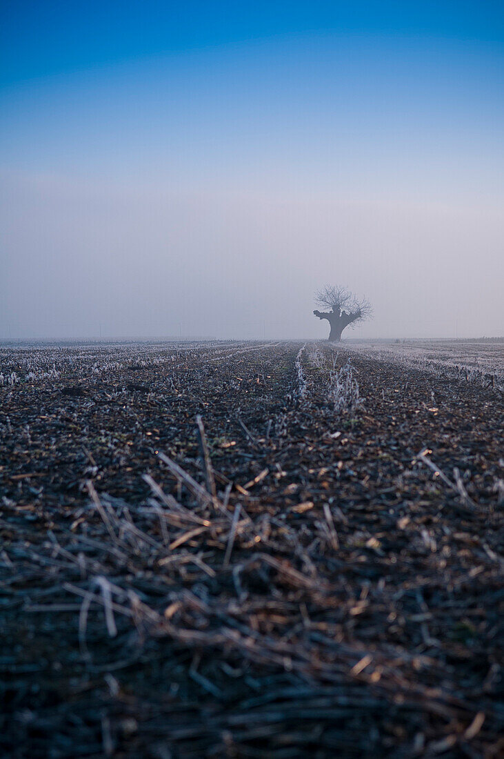 Tree in Cleared Cornfield in Winter, Italy