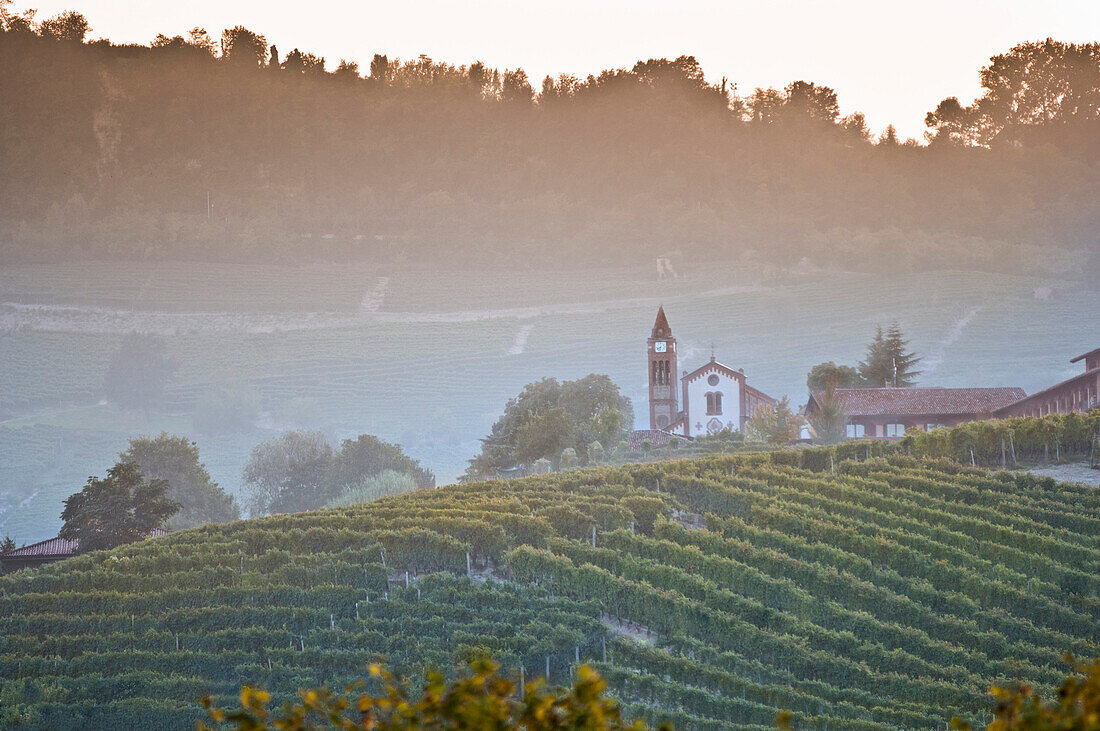 Vineyard with Church in Background at Dusk, Italy