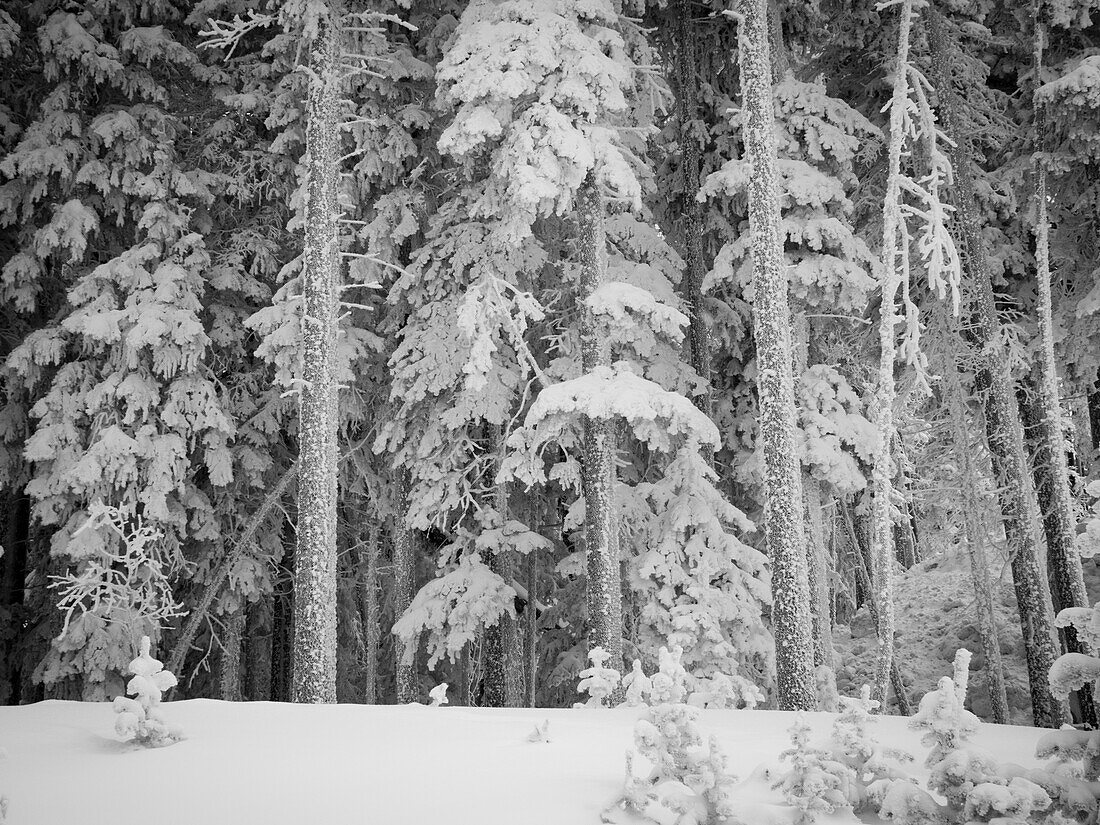 Snow-Covered Trees, Santa Fe, New Mexico, USA