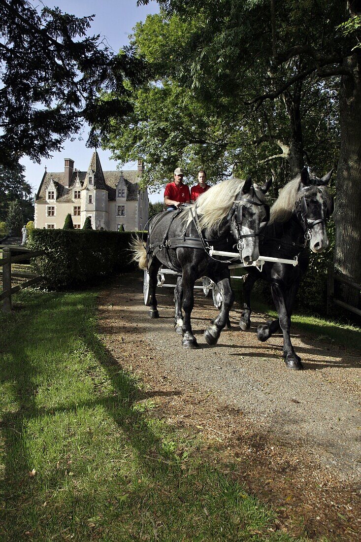 Harnessed Percheron Horses On A Path On The Grand Prainville Manor Estate, Saint-Jean-Pierre-Fixte, Eure-Et-Loir (28), France