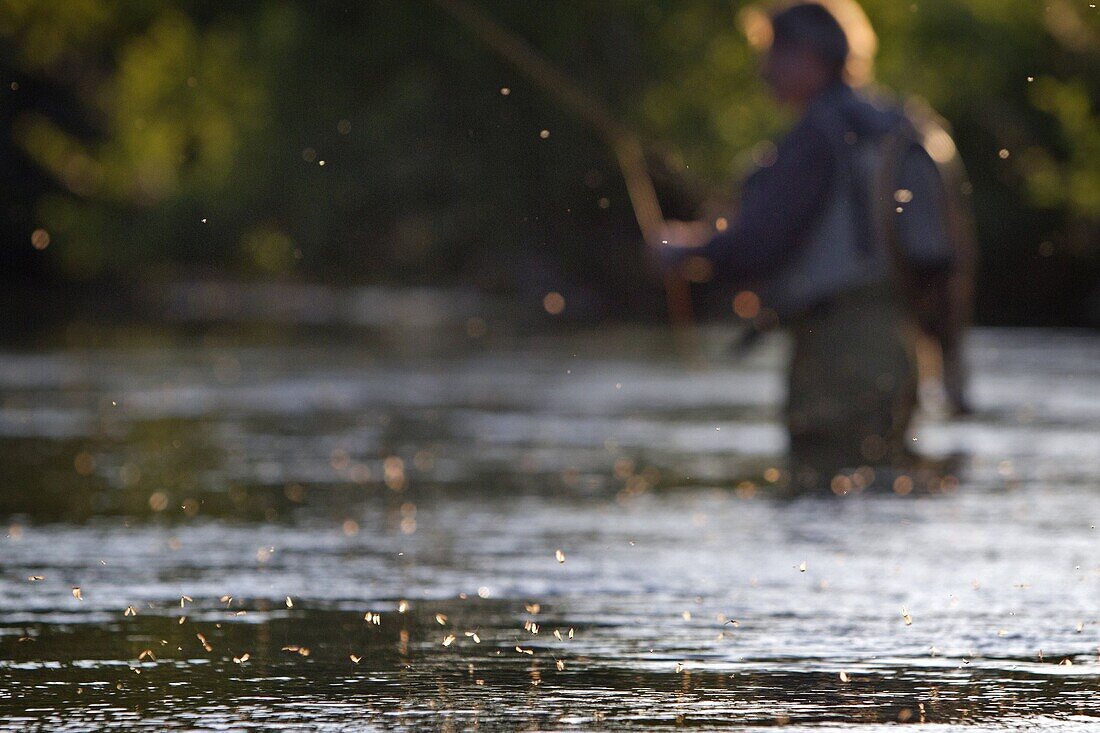 Hatching Of A Mayfly, Fly Fishermen On The Huisne River Near Nogent-Le-Rotrou, Perche, Eure-Et-Loir (28), France