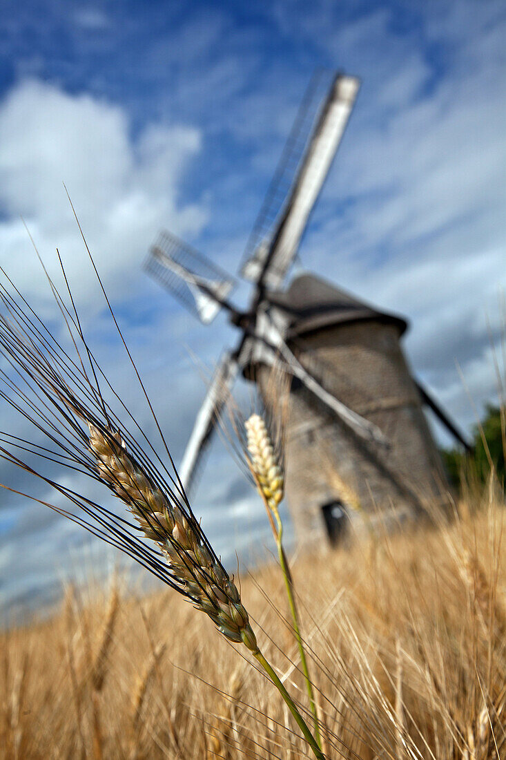 The Stone Windmill In Frouville-Pensier (1826) Amongst The Wheat, Beauce, Ozoir-Le-Breuil, Eure-Et-Loir (28), France